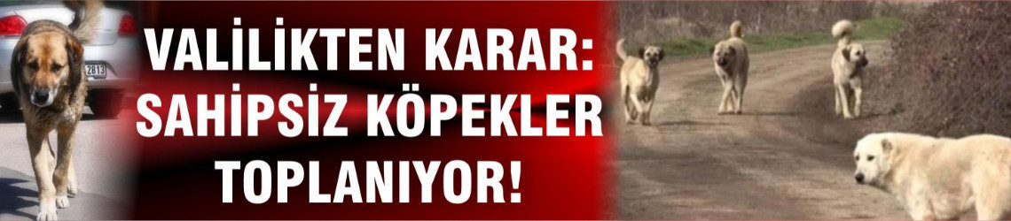 Valilikten Karar: Sahipsiz köpekler toplanıyor!