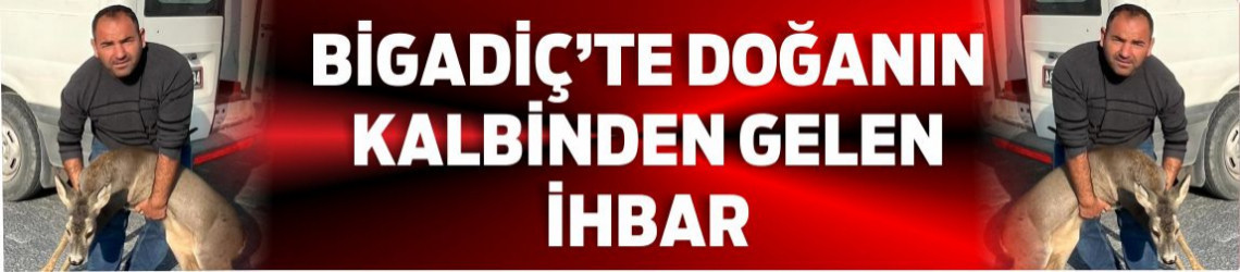 Bigadiç'te "Karaca" Yaralı Bulundu