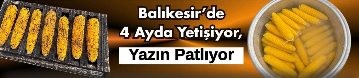Balıkesirde 4 Ayda Yetişiyor, Yazın Patlıyor