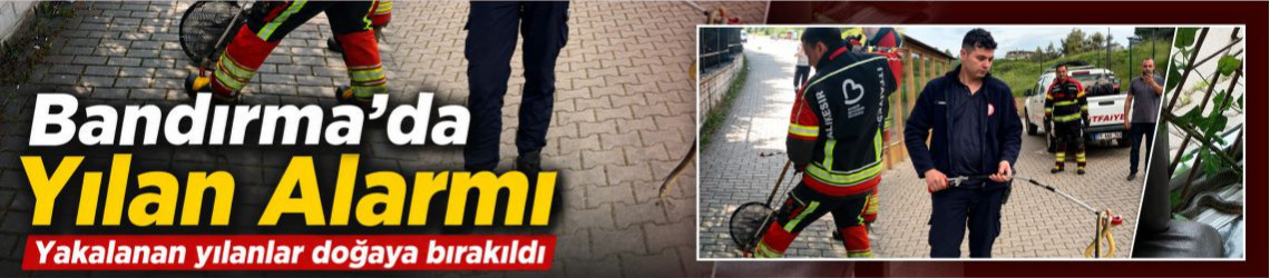 Bandırma’da Yılan Alarmı! Bakın Ne Yaptılar