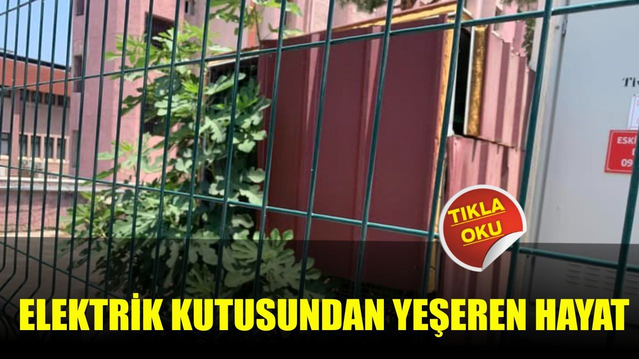 Elektrik Kutusundan Yeşeren Hayat