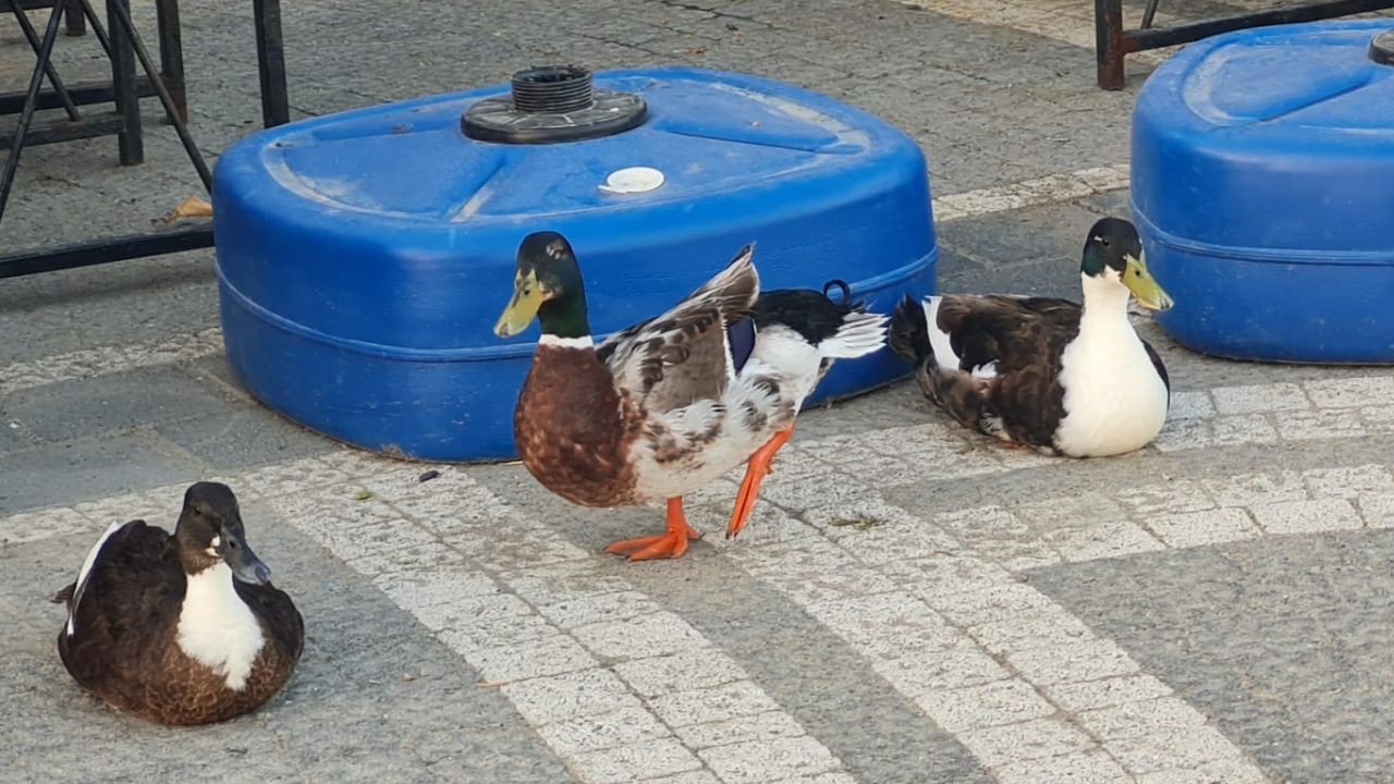 Güre Kordonu'nun Sevimli Misafirleri
