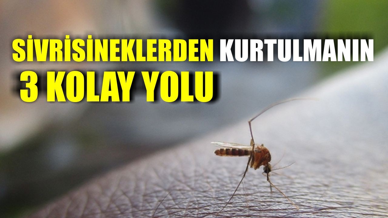 Sivrisineklerden Kurtulmanın 3 Kolay Yolu