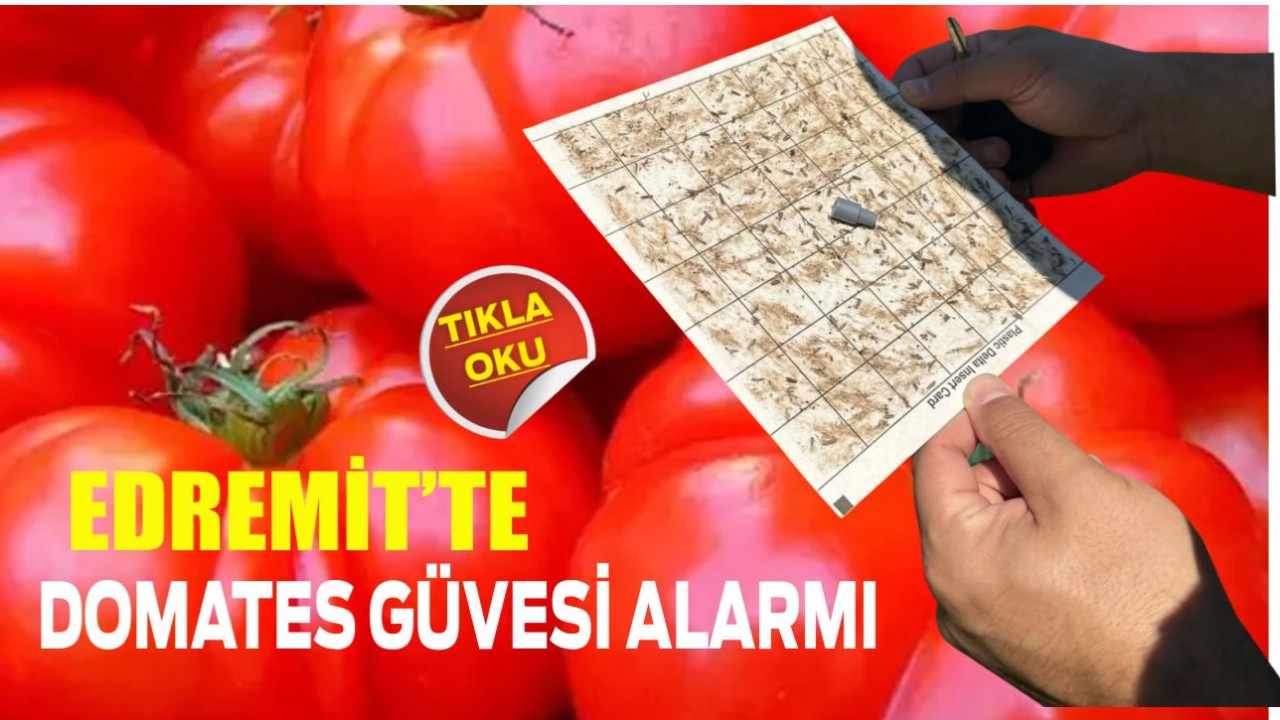 Edremit’te Domates Güvesi Alarmı