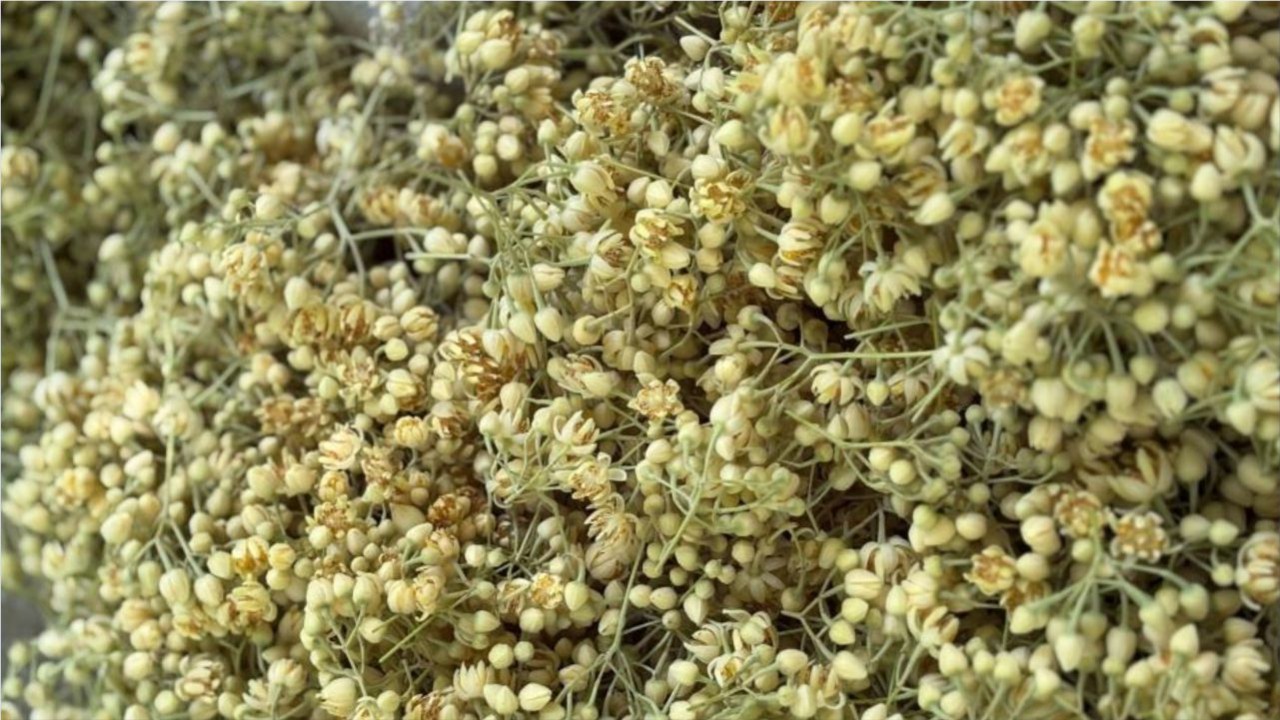 Manyas’ta ıhlamur hasadı başladı