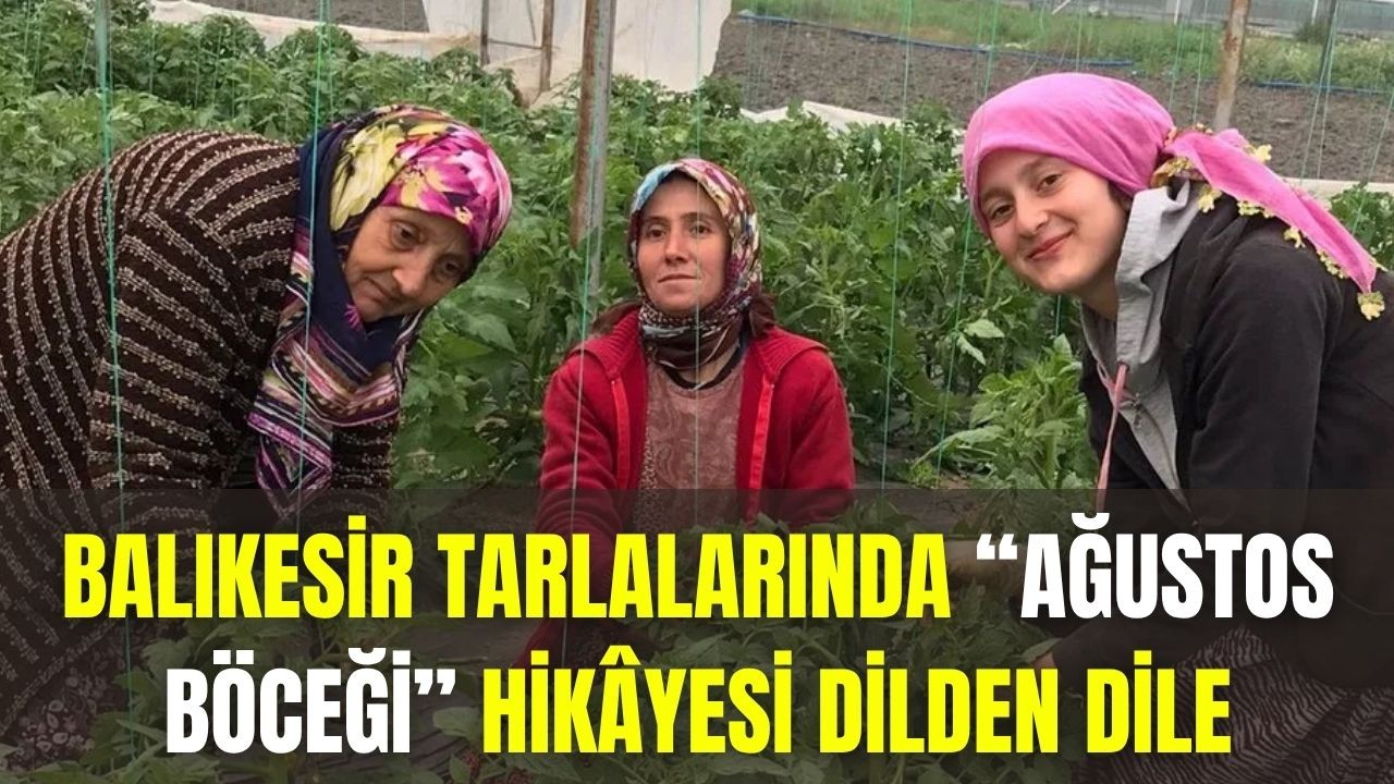Balıkesir Tarlalarında “Ağustos Böceği” Hikâyesi Dilden Dile