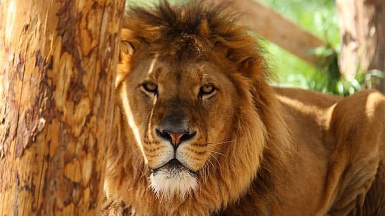 Antalya'da parktan kaçan aslan bulundu mu? Aslan en son nerede görüldü?