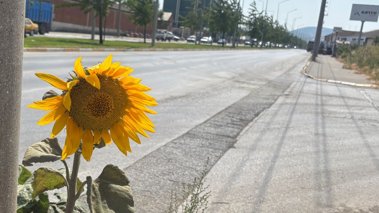 Balıkesir’de Yol Kenarında Açan Ayçiçekleri