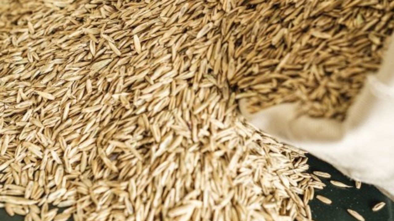 Balıkesirli çiftçiye %50 destekli yem bitkisi tohumu dağıtımı başladı