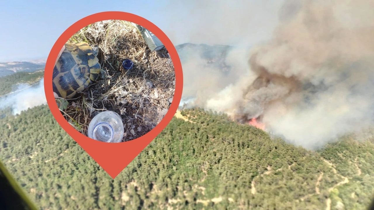 Balıkesir'de orman yangınında mahsur kalan kaplumbağa kurtarıldı