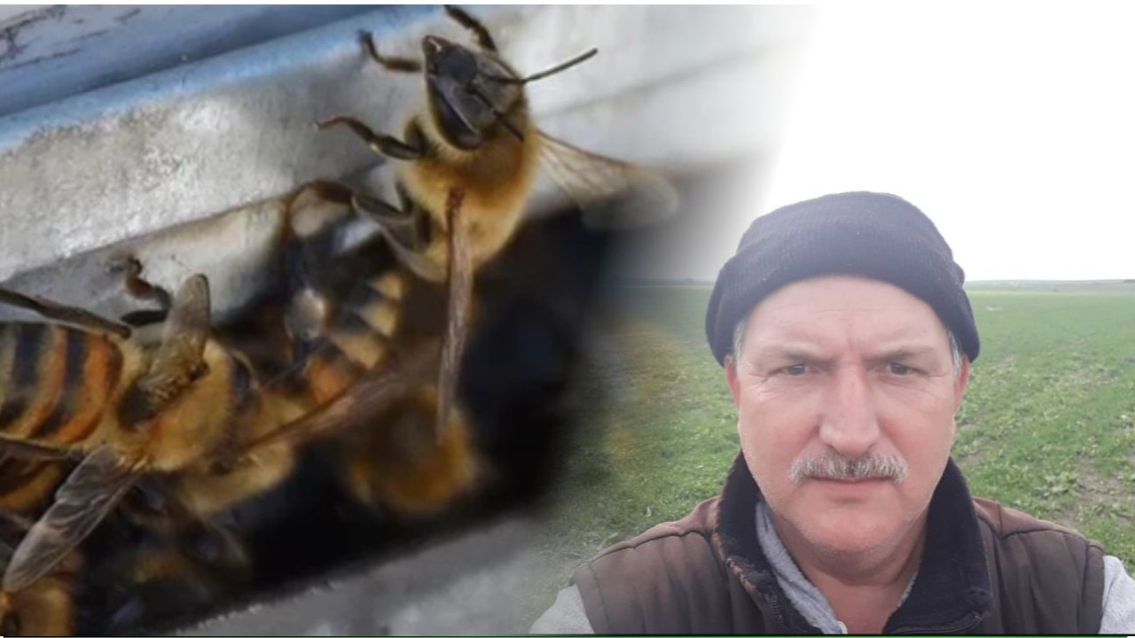 Bandırma’da Yaban Arısı Dehşeti: Ot Biçerken Hayatını Kaybetti