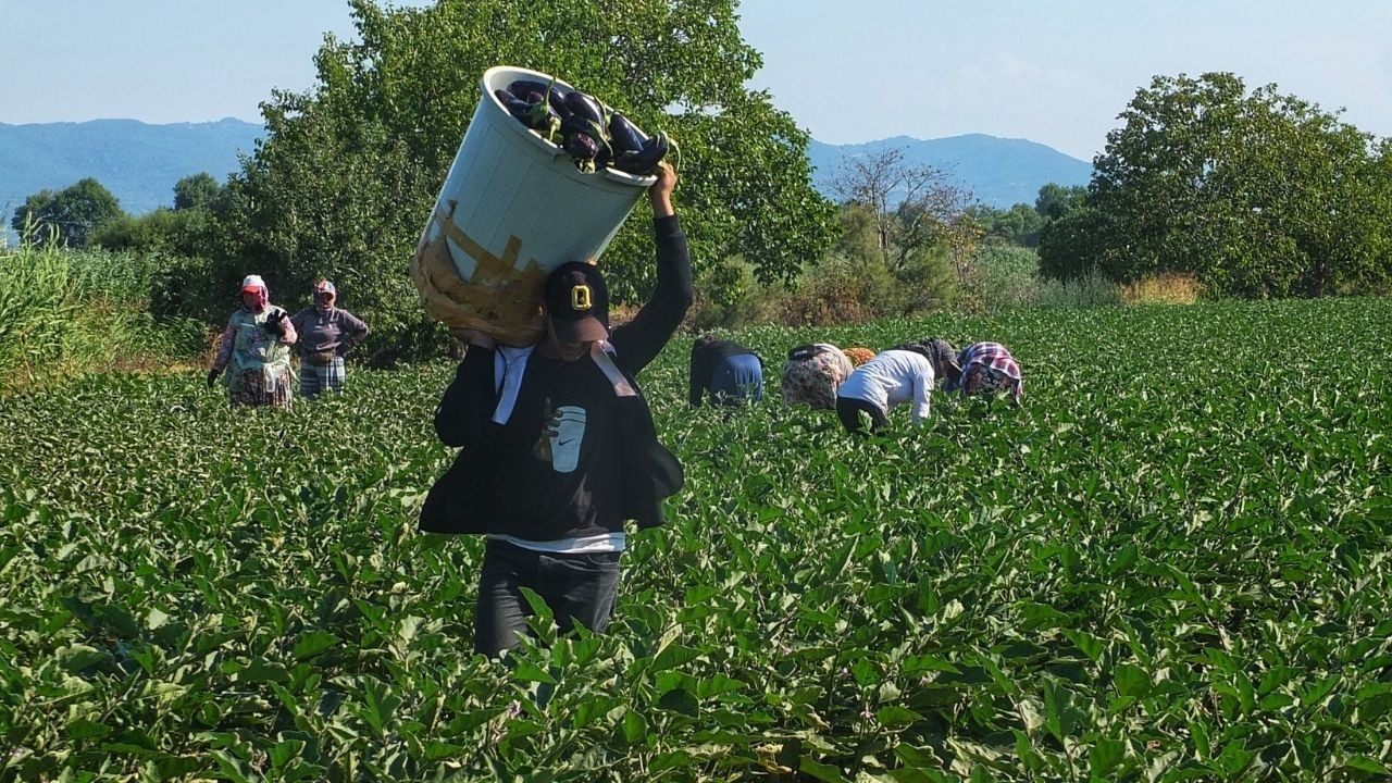 Balıkesir Gönen'de patlıcan hasadı başladı