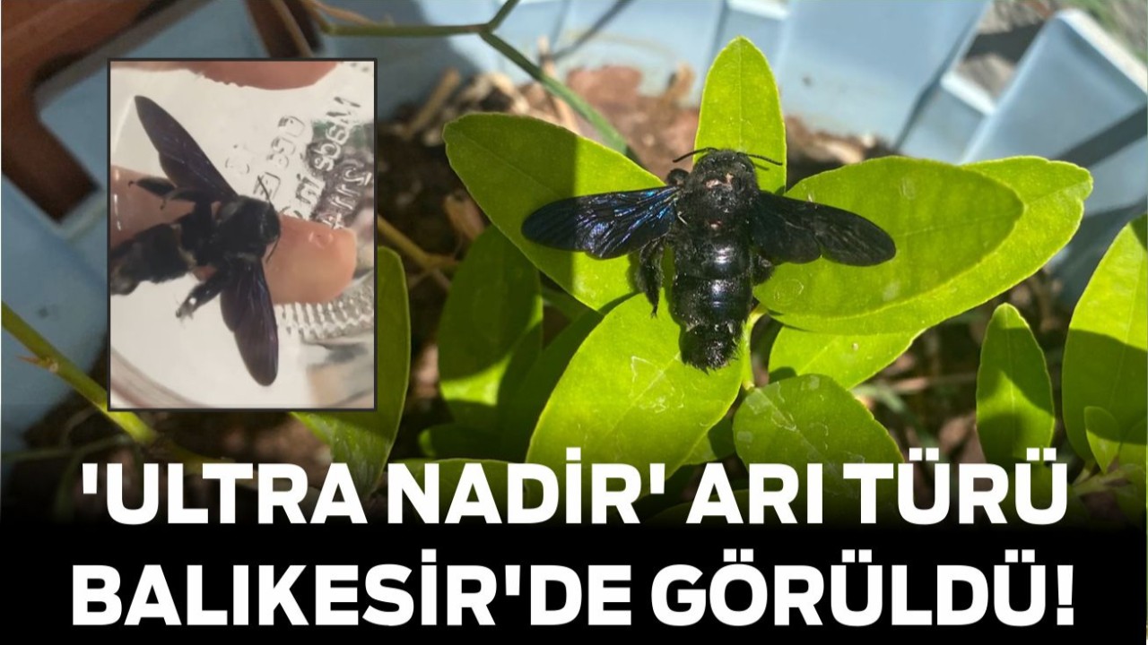 Dünyadaki 'Ultra Nadir' Arı Türü Balıkesir'de Görüldü!