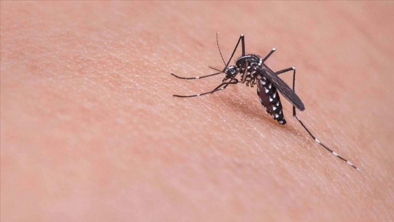 Chikungunya Virüsü Nedir? Nasıl Bulaşır, Belirtileri Nelerdir? Türkiye'de Görüldü mü?