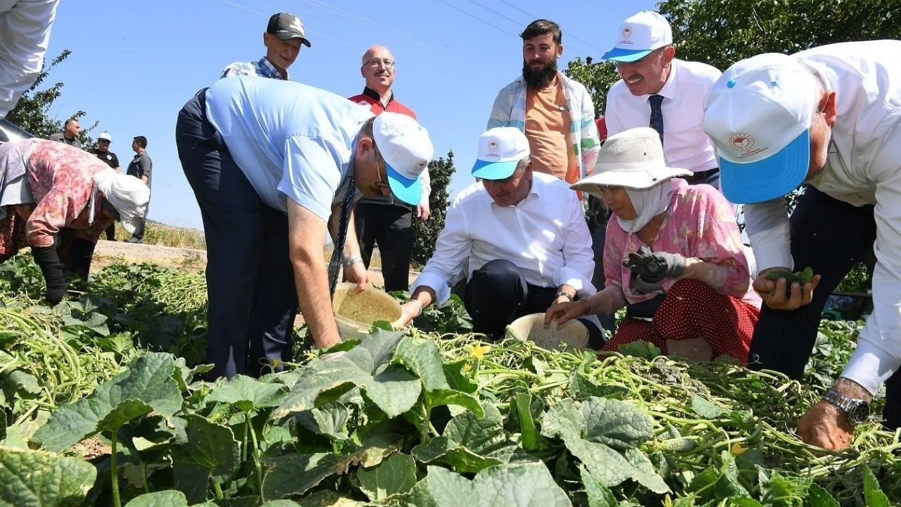 Sındırgı Kornişonunda Hasat Heyecanı! Vali Ustaoğlu Tarlaya İndi