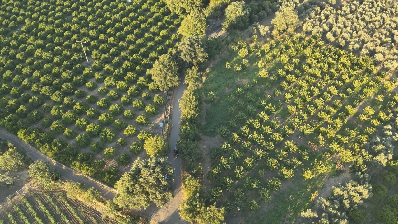 Balıkesir'de incir bahçeleri dron ile korunuyor