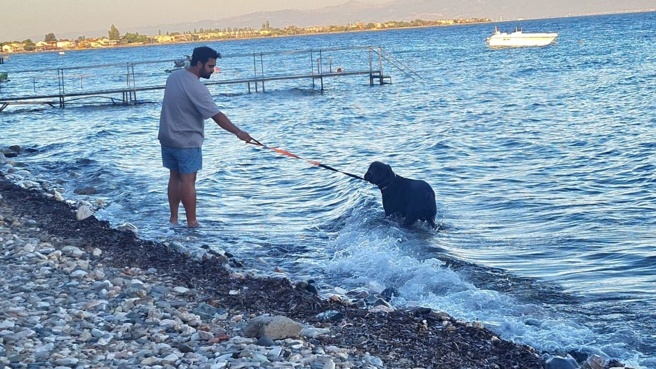 Sıcaktan Bunalan Köpek Denizden Çıkmak İstemedi