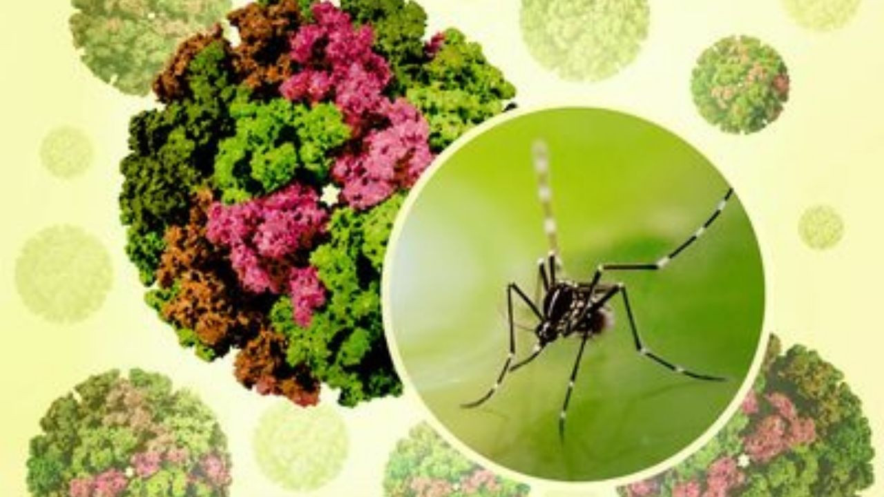 Chikungunya Virüsü Nedir, Nasıl Bulaşır, Belirtileri Neler? Sivrisinek Virüsü Salgın mı?