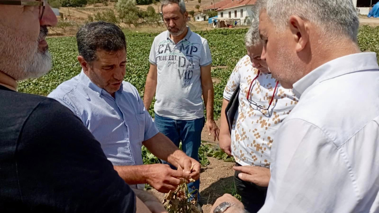 Sındırgı’da Kornişon Tarlalarındaki Sorun İçin Teknik İnceleme Başlatıldı