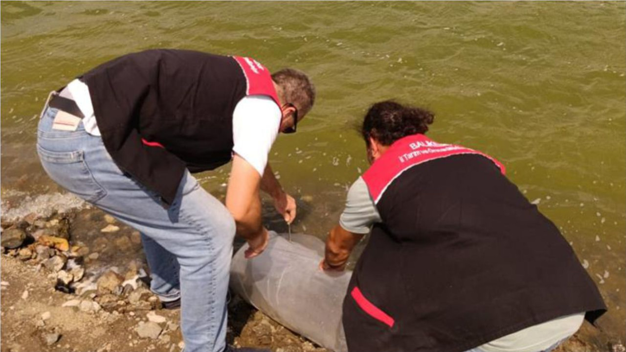 Balıkesir'de İç Sulara Binlerce Balık Bırakıldı! Amaç Ekosistemi Korumak