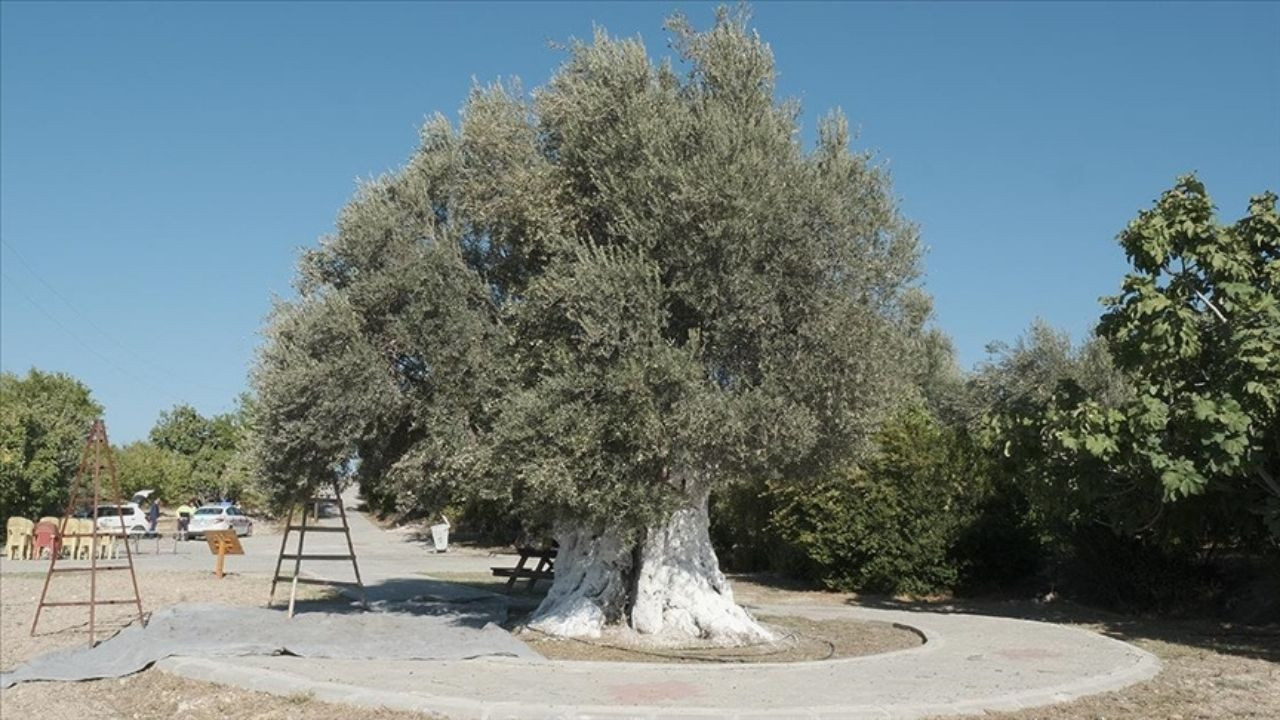 Zeytin Ağacı Yaşı Nasıl Hesaplanır? Zeytin ağaçları kaç yıl yaşar?