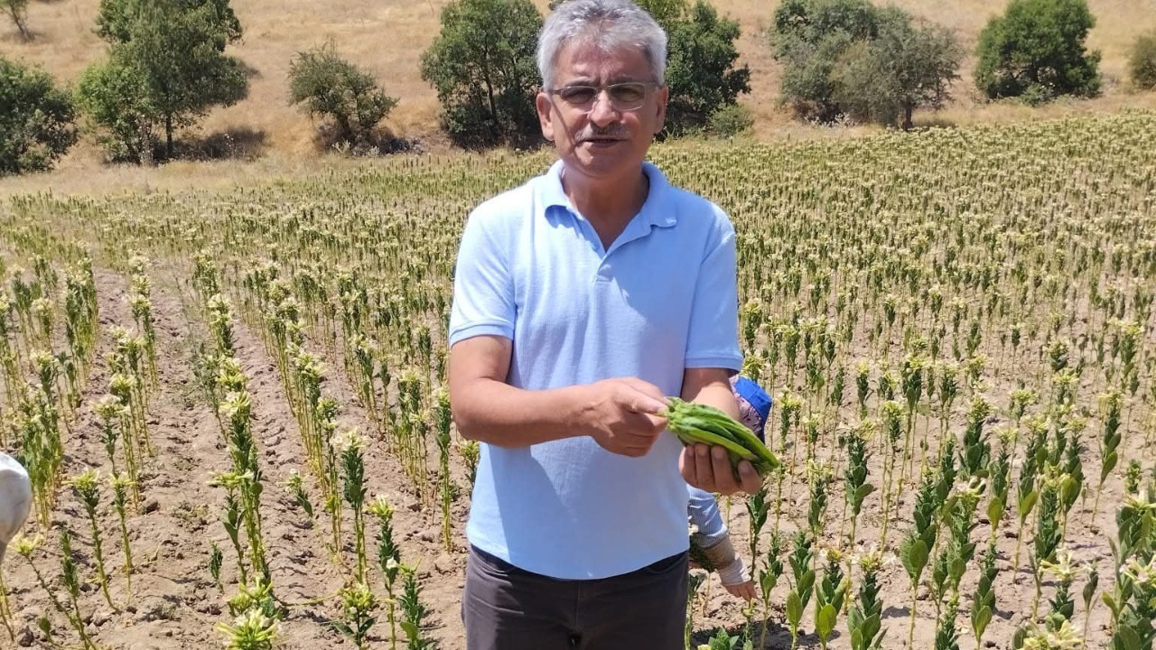 Balıkesir’de Tütün Üretimi Eriyor: Tekel’in Kapanmasıyla Değişen Dengeler