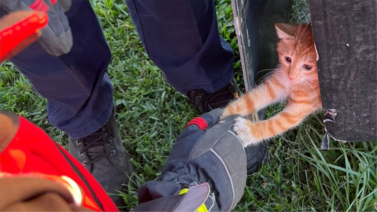Balıkesir'de Akıl almaz Olay; Kedi Öyle Bir Yere sıkıştı ki!