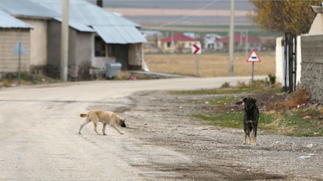 Valilikten Karar: Sahipsiz köpekler toplanıyor!