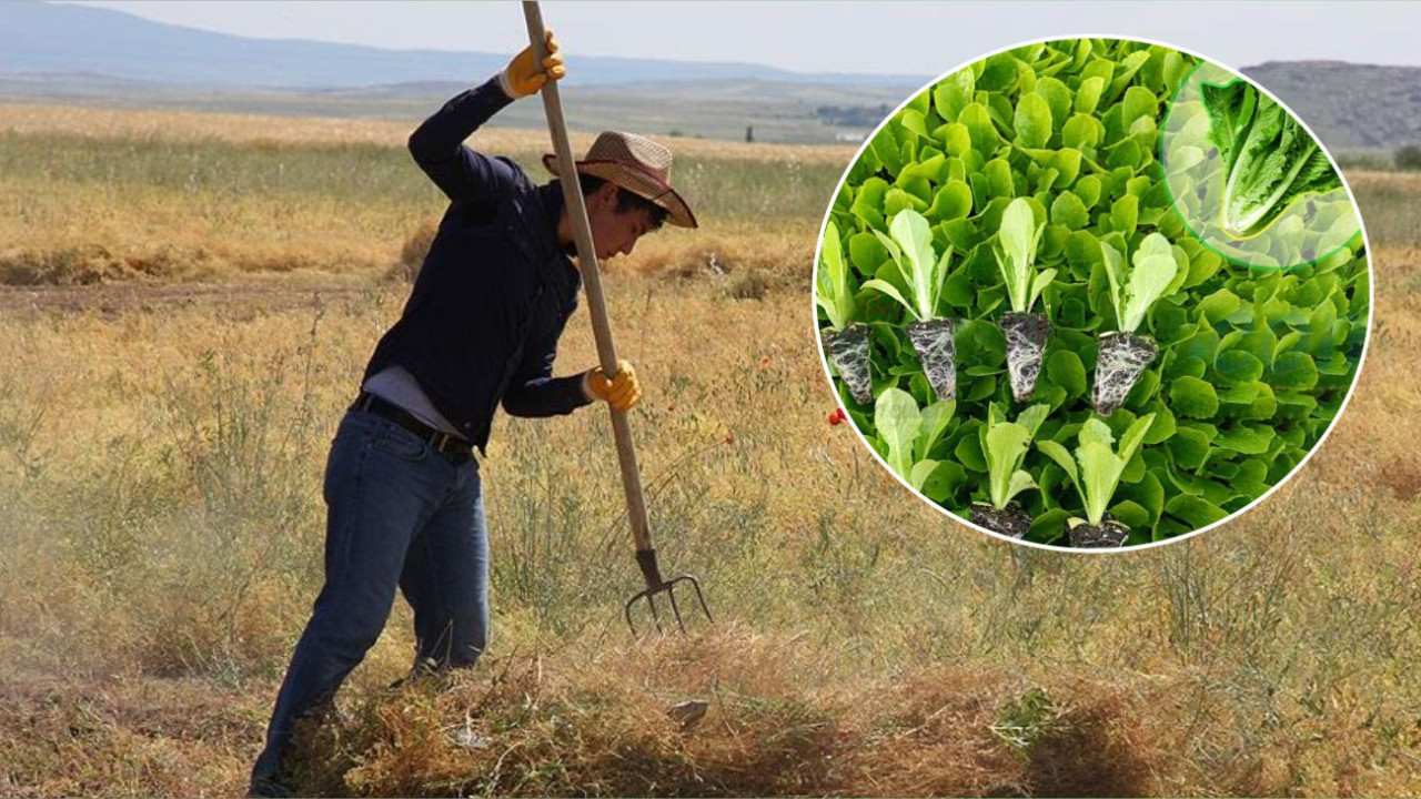 Büyükşehirden çiftçilere marul fidesi desteği