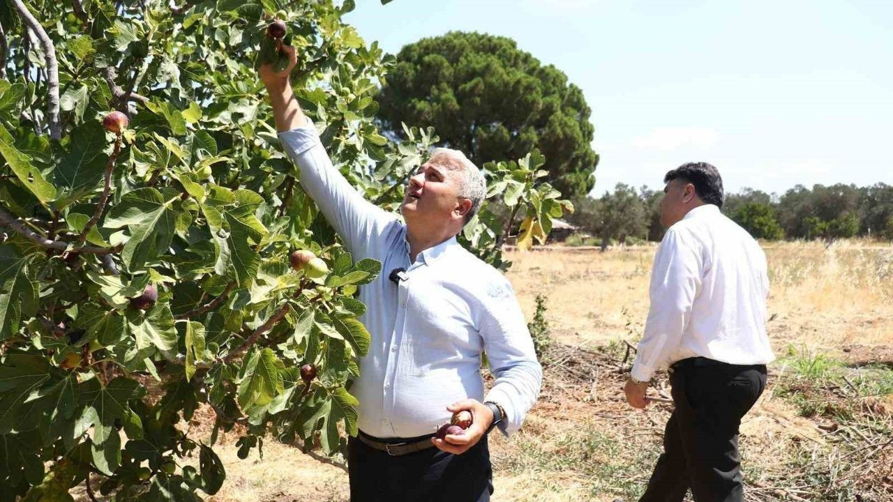 Havran'da 680 ton rekolte bekleniyor
