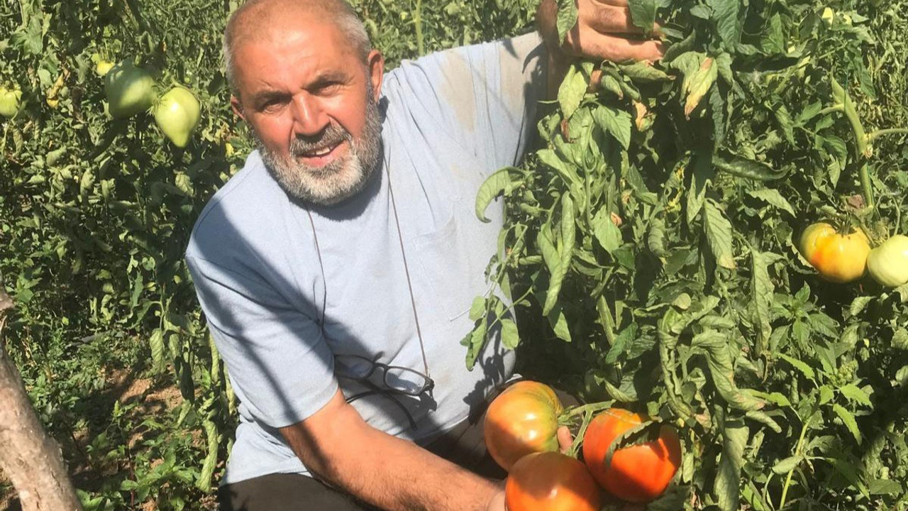 Unutulmaya yüz tutmuş ata tohumlarından domates üretiyor