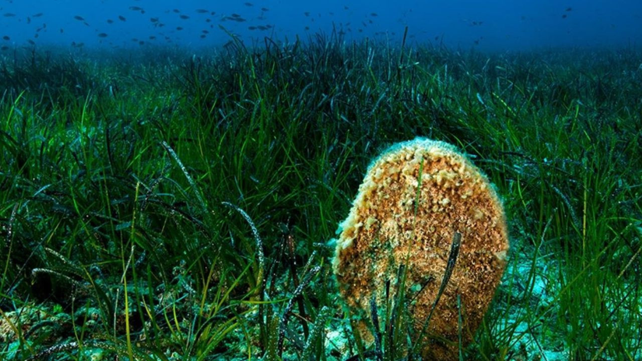 Ayvalık’ta Denizlerin Akciğerleri Koruma Altında