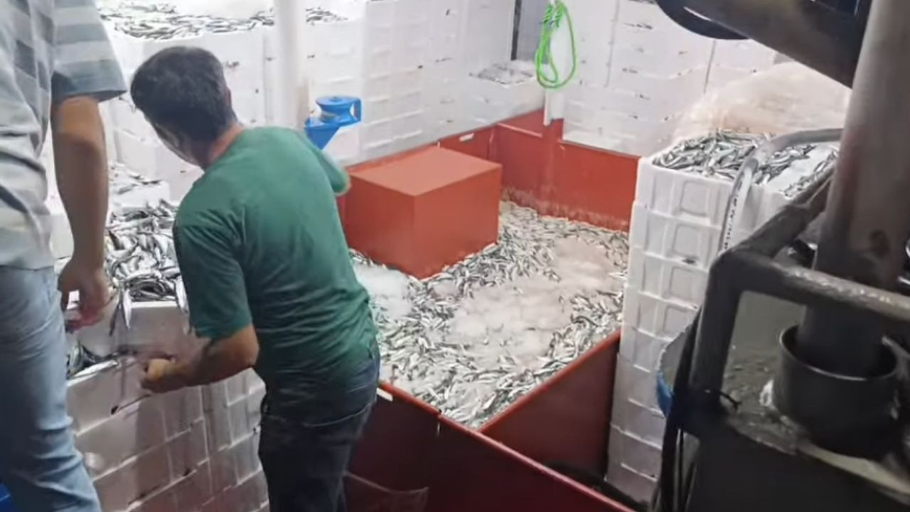 Balıkesir'de İlk Sardalyalar Geldi, İlk Balık Mezatını Başkan Mirza Başlattı!
