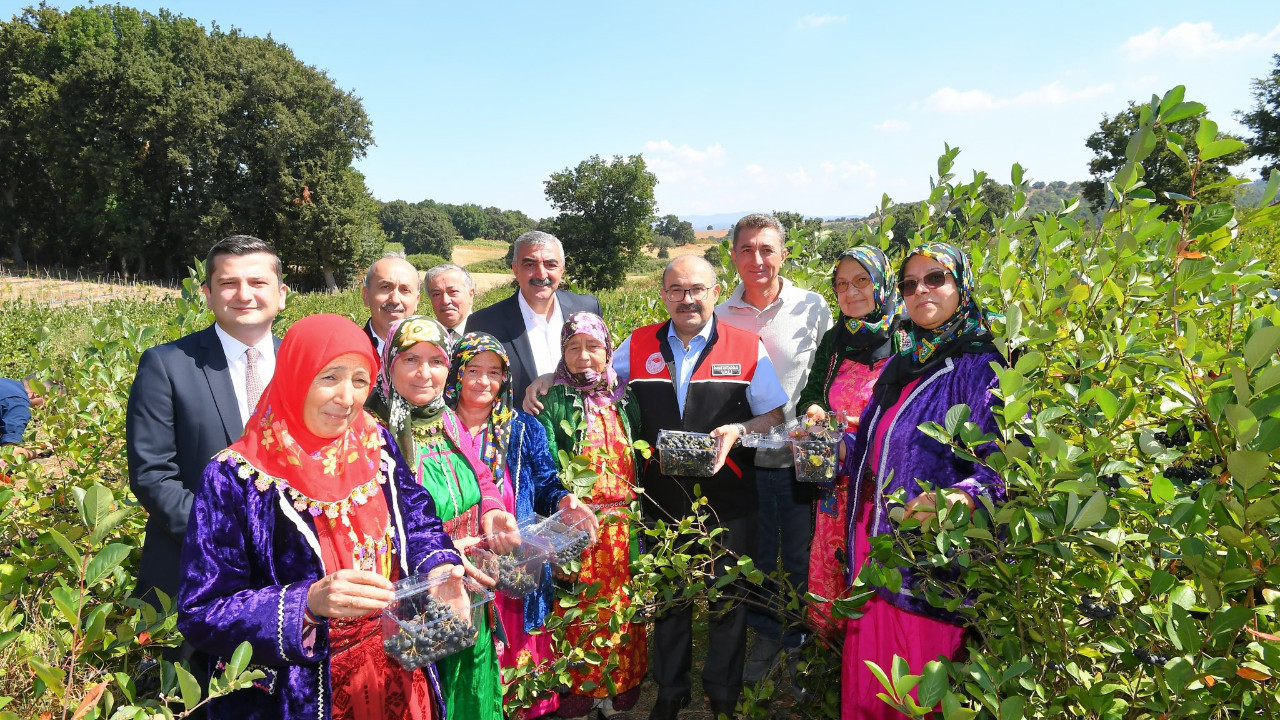 Balıkesir'in Yeni "Süper Meyvesi İlk Kez Hasat Edildi