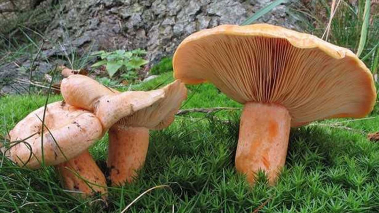 Kanlıca (Melki) Mantarları İçin Geri Sayım Başladı mı?