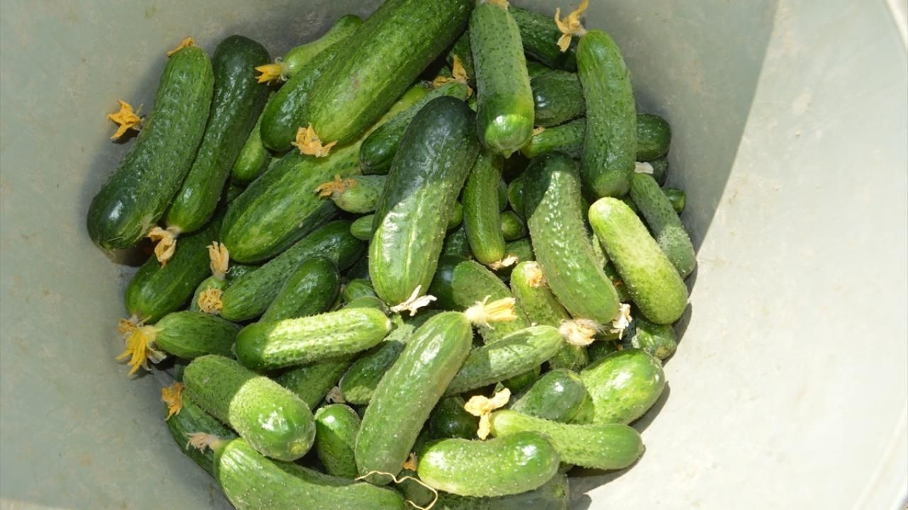 Balıkesir'den Avrupa'ya Kornişon Salatalık İhracatında 4 Kat Artış