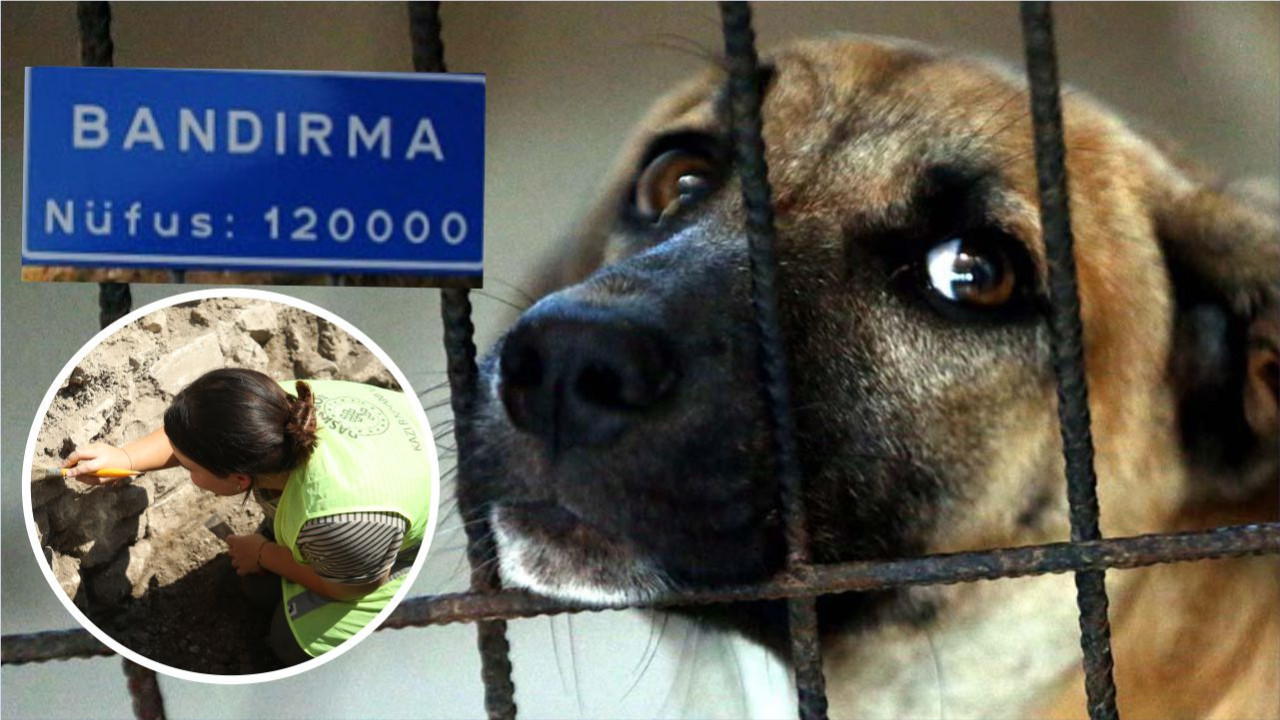 Balıkesir'de Köpek Eti Tüketildiği İddiası Gerçekmiş!