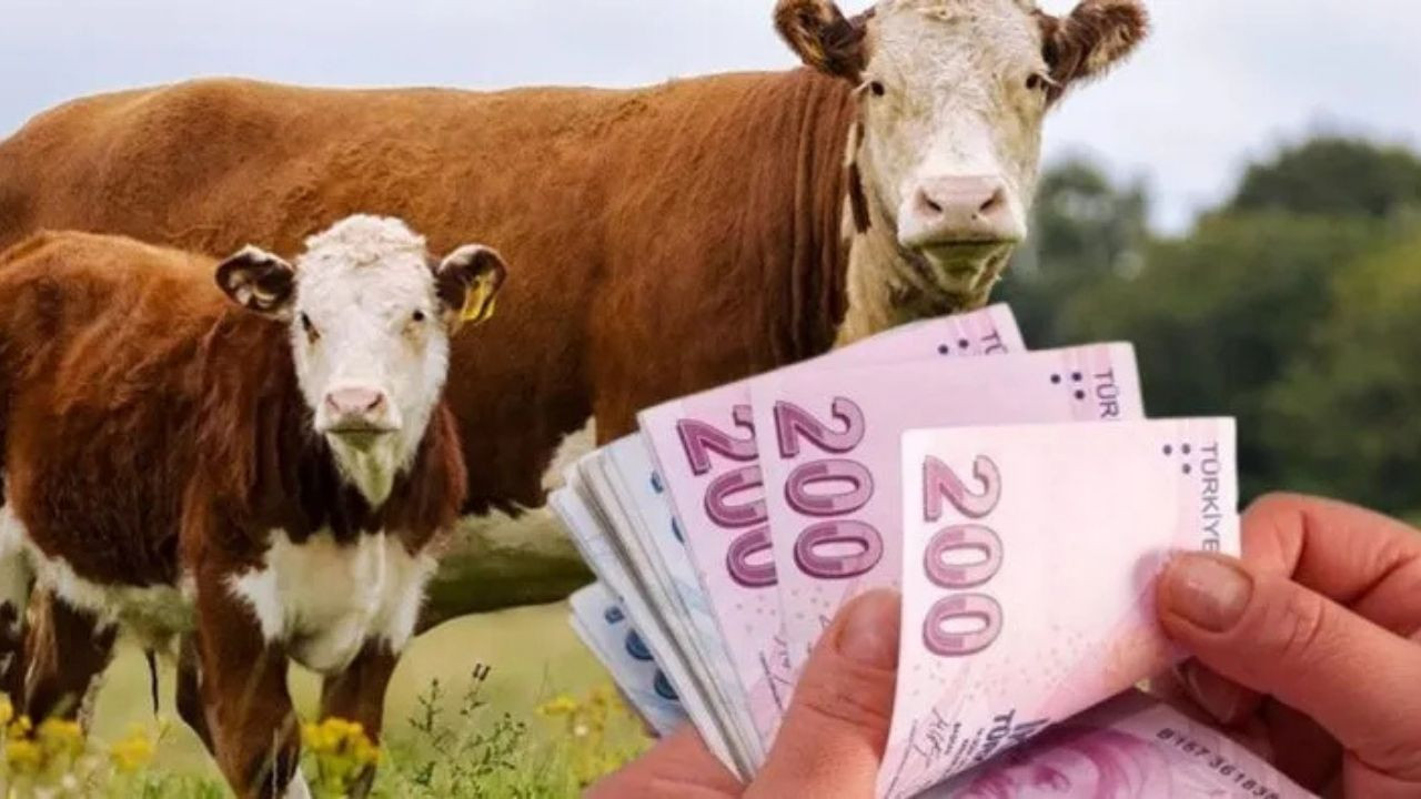 Balıkesir'de Buzağı-Malak Ödemesi 142 Milyon 976 Bin TL Hesaplara Geçti!