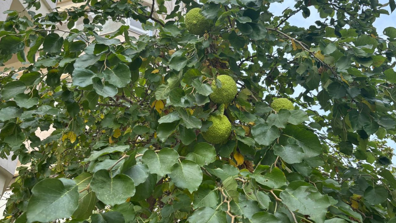 At Elması Nerelerde Kullanılıyor?