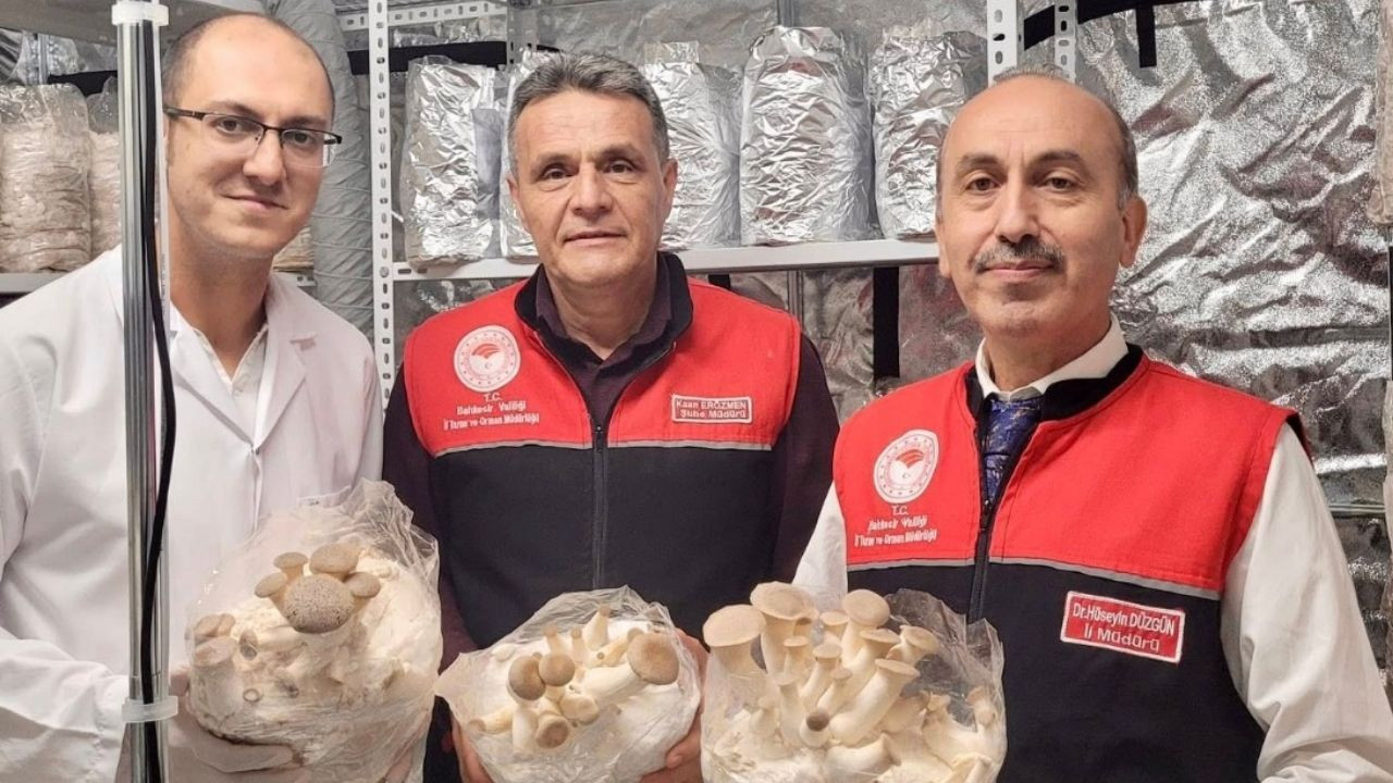 Balıkesir’de Shiitake ve Kral İstiridye Raflarda