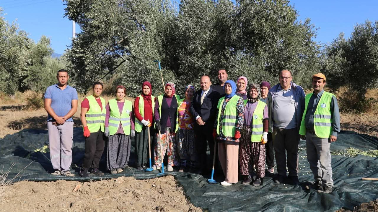 Edremit’te Zeytin Hasadı Başladı