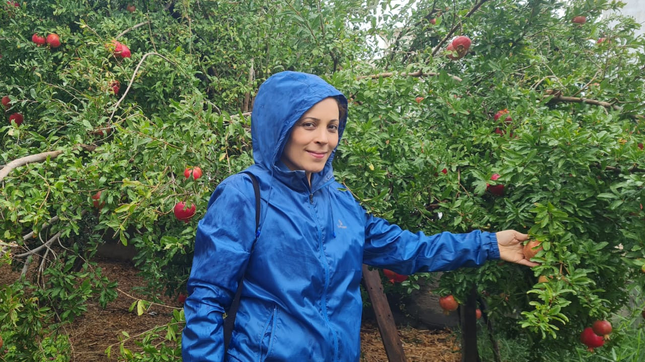 Edremit’te Nar Bereketi Yaşanıyor
