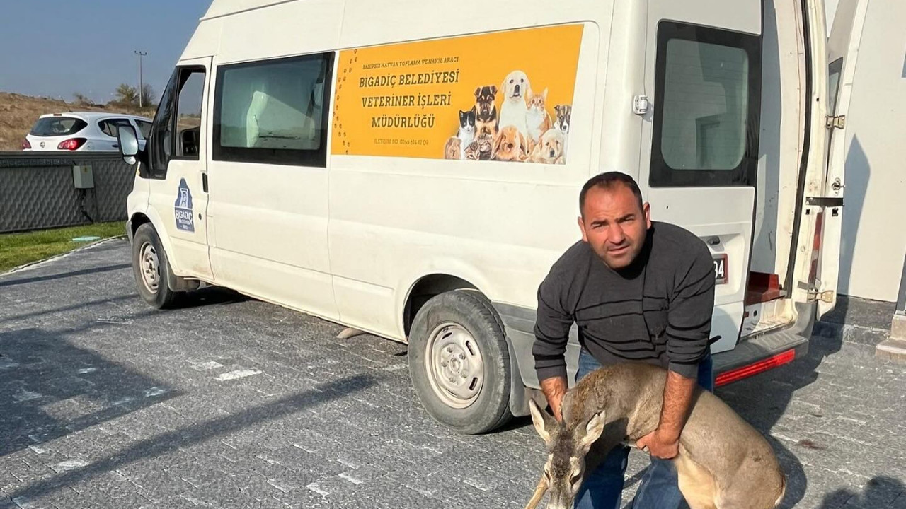 Bigadiç'te "Karaca" Yaralı Bulundu