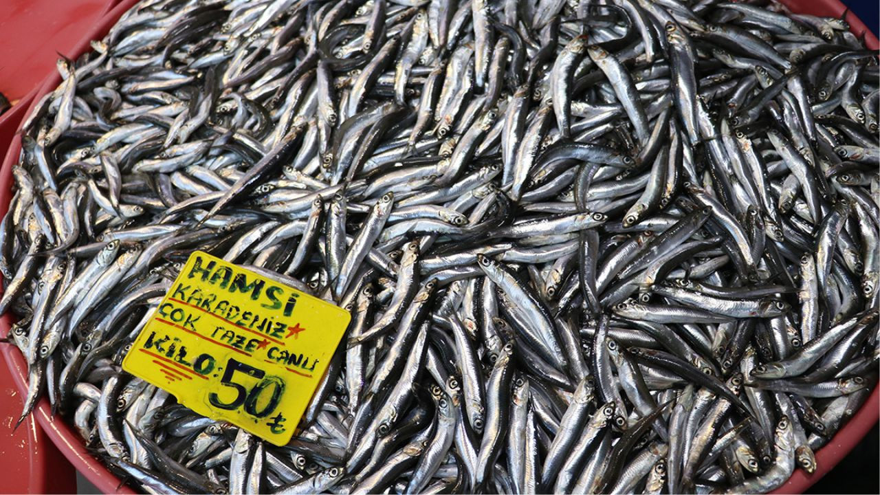 Karadeniz’de Hamsi Bollaştı: Fiyatı Düşecek mi?