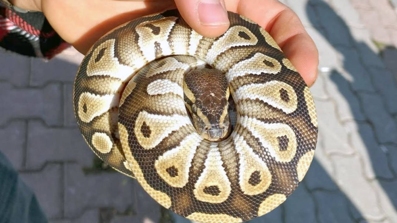 Konya'da bir kişinin cebinden yavru piton yılanı çıktı