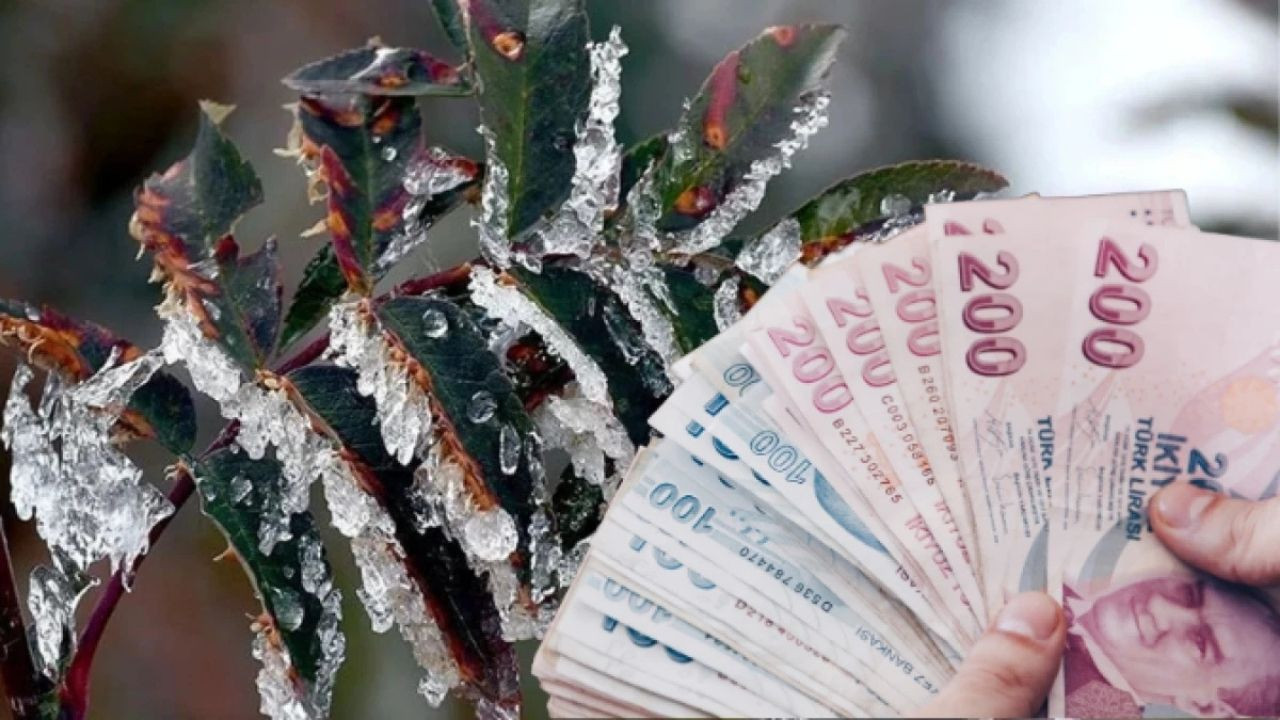 Balıkesir'de üreticilerin hesaplarına 44 milyon 372 bin TL aktarıldı!