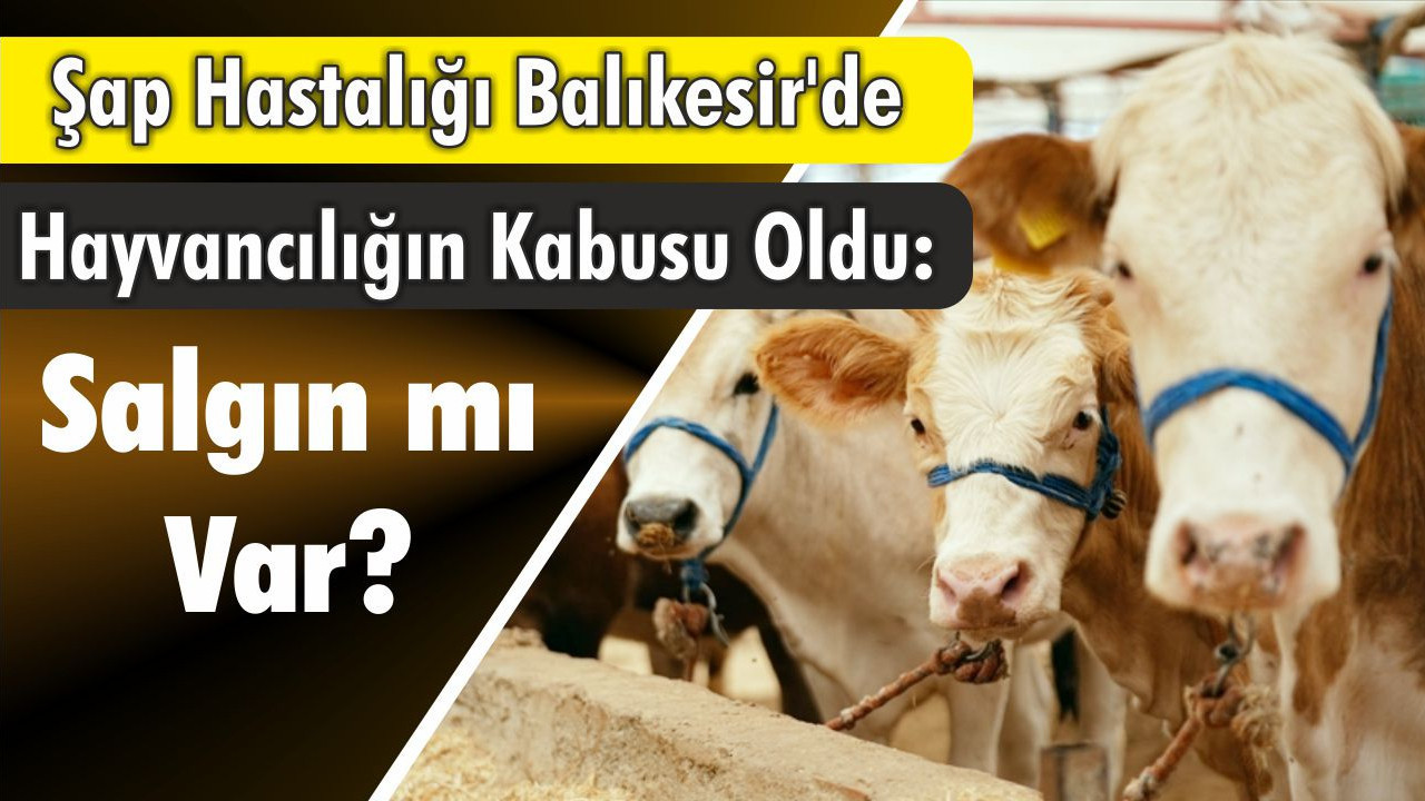 Şap Hastalığı Balıkesir'de Hayvancılığın Kabusu Oldu: Salgın mı Var?