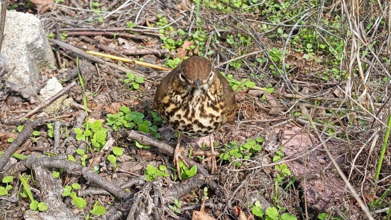 Ardıç ağacı bu kuş olmadan çoğalamıyor... Balıkesir'de görüntülendi