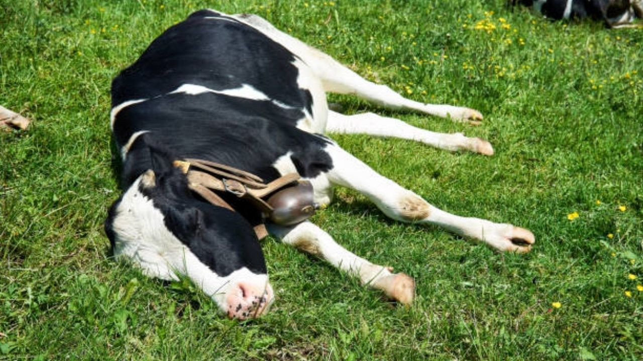 Deli Dana Hastalığı Nedir?