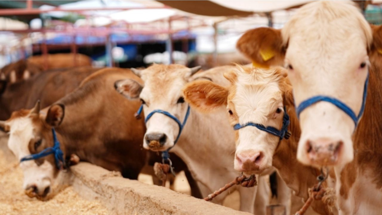 Balıkesir Ve Aydın İllerinde Şap Hastalığı Mücadelesi